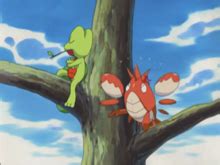 ash sceptile|ash treecko.